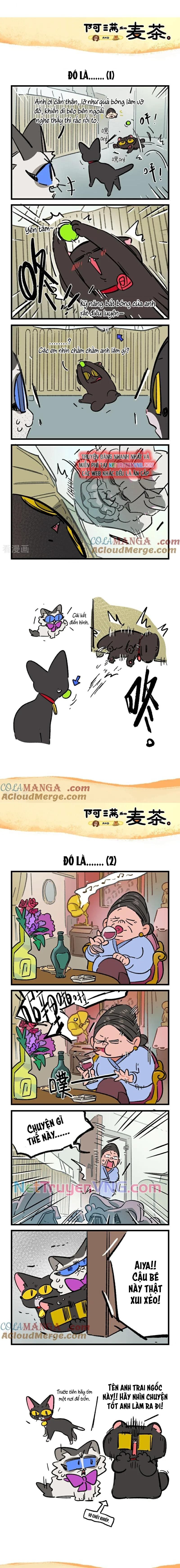 A Mãn Và Mạch Trà: Chapter 237