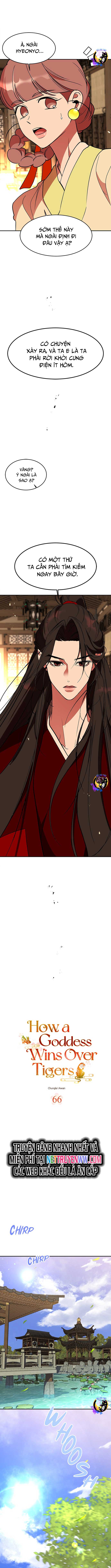 Chiến Lược Săn Hổ Của Nữ Thần: Chapter 66